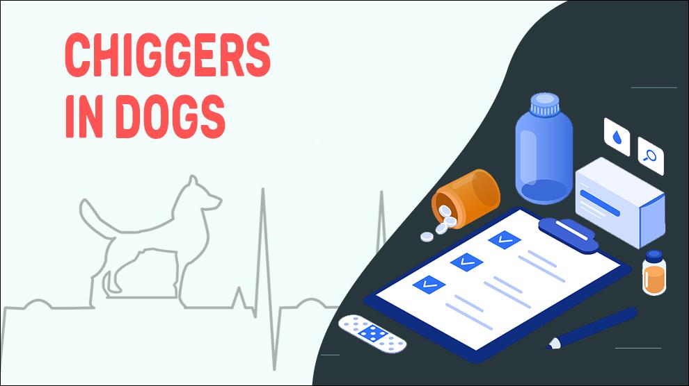 Chiggers In Dogs