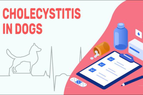 Cholecystitis In Dogs