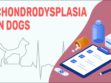 Chondrodysplasia In Dogs