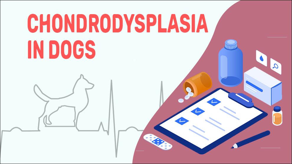 Chondrodysplasia In Dogs