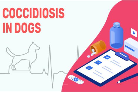 Coccidiosis In Dogs