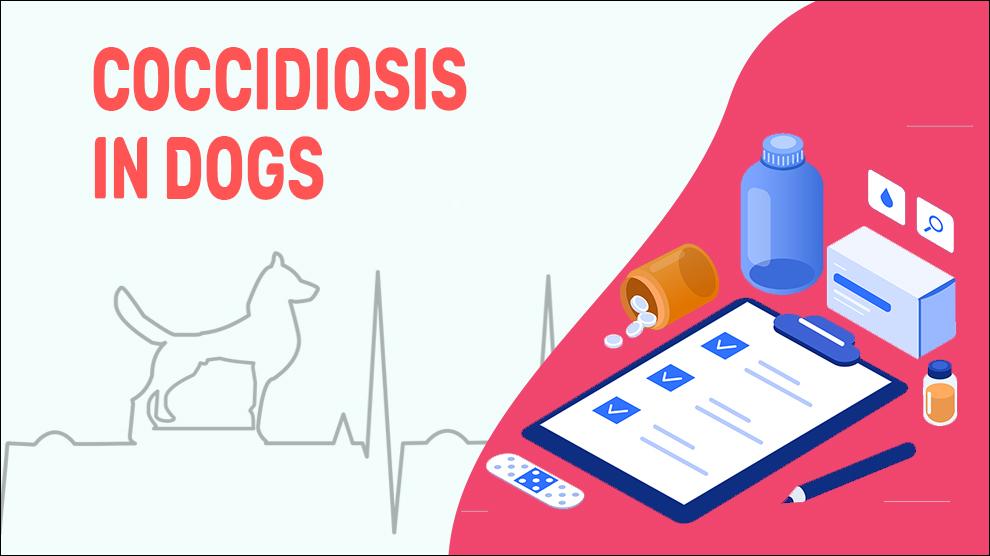 how do you treat coccidia in dogs at home