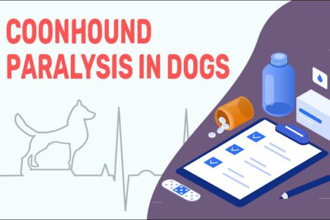 Coonhound Paralysis In Dogs