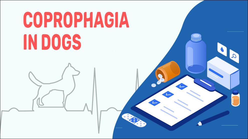 Coprophagia In Dogs