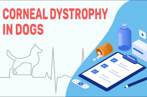 Corneal Dystrophy In Dogs