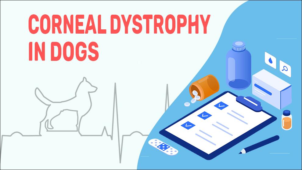 Corneal Dystrophy In Dogs