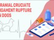 Cranial Cruciate Ligament Rupture In Dogs