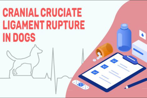 Cranial Cruciate Ligament Rupture In Dogs