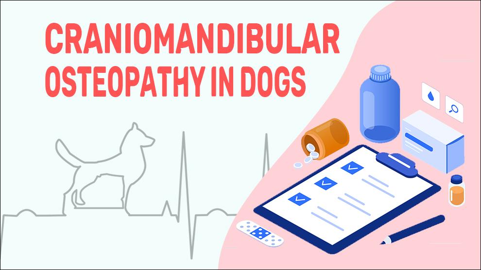 Craniomandibular Osteopathy In Dogs