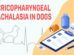 Cricopharyngeal Achalasia In Dogs