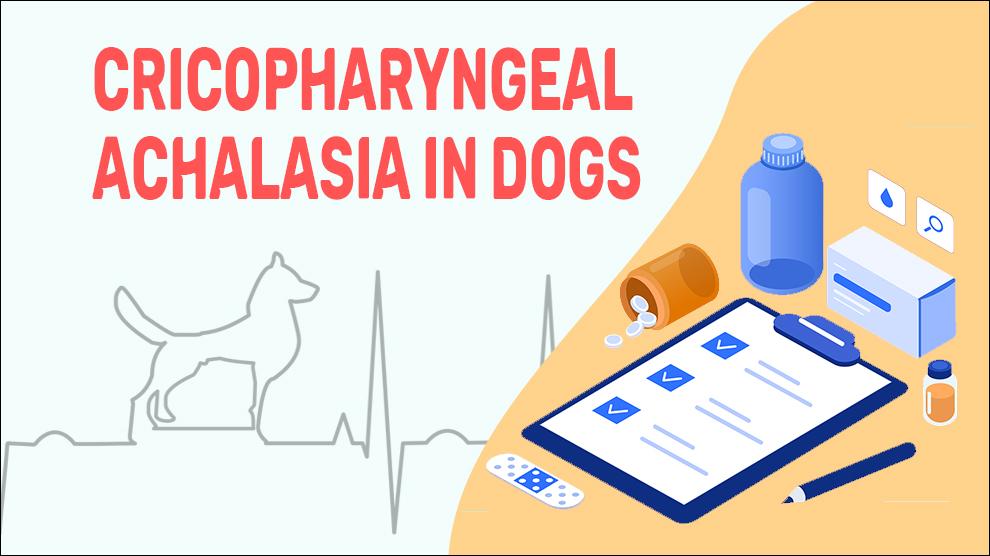 Cricopharyngeal Achalasia In Dogs
