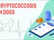 Cryptococcosis In Dogs