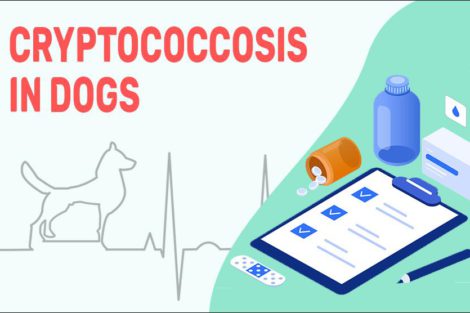 Cryptococcosis In Dogs