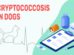 Cryptococcosis In Dogs