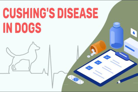 Cushing's Disease In Dogs