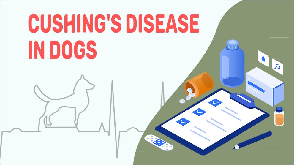 Cushing's Disease In Dogs