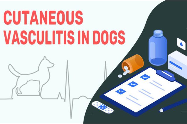 Cutaneous Vasculitis In Dogs