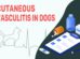 Cutaneous Vasculitis In Dogs