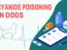 Cyanide Poisoning In Dogs