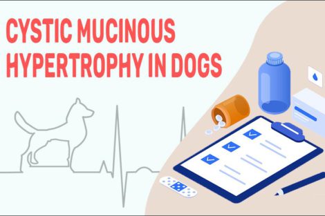 Cystic Mucinous Hypertrophy In Dogs