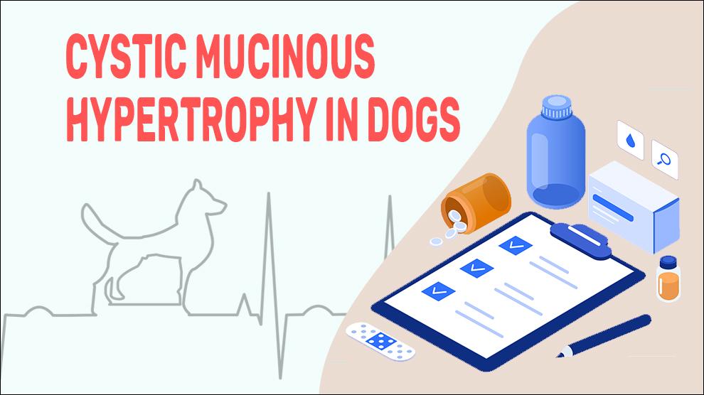 Cystic Mucinous Hypertrophy In Dogs