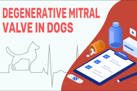 Degenerative Mitral Valve In Dogs