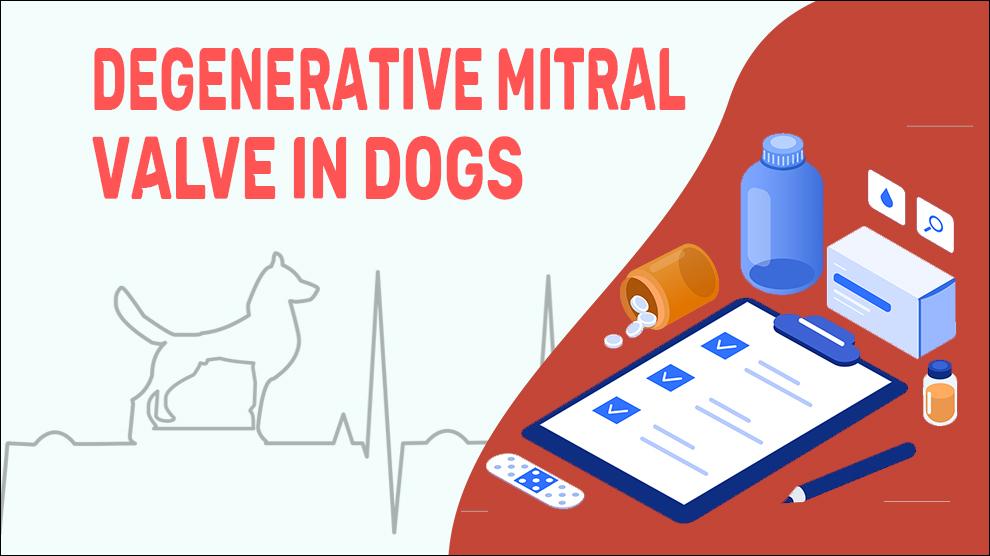 Degenerative Mitral Valve In Dogs