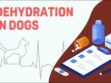Dehydration In Dogs