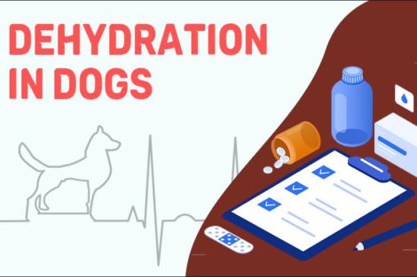 Dehydration In Dogs