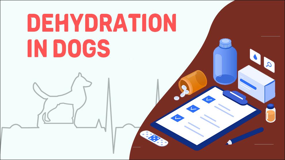 Dehydration In Dogs