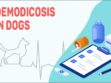 Demodicosis In Dogs
