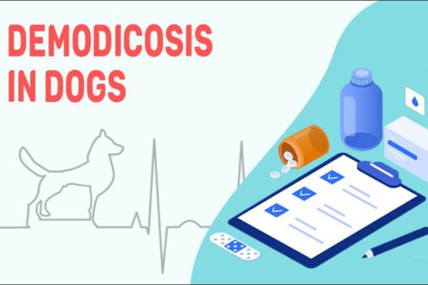 Demodicosis In Dogs