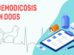 Demodicosis In Dogs