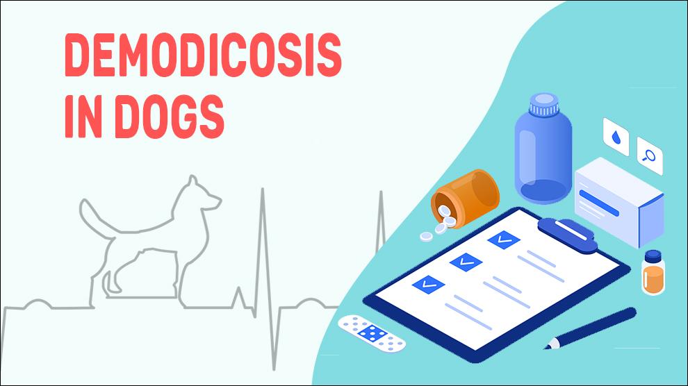 Demodicosis In Dogs