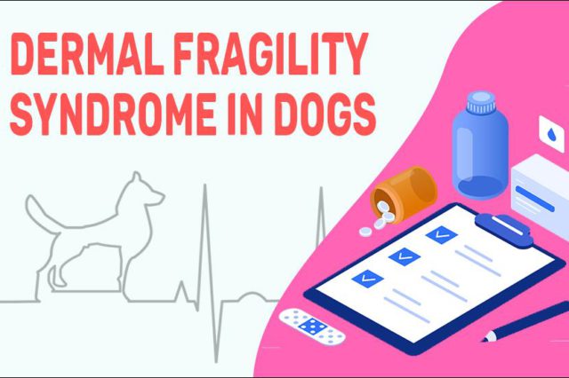 Dermal Fragility Syndrome In Dogs