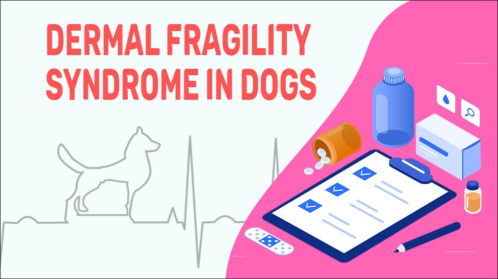 Dermal Fragility Syndrome In Dogs