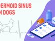Dermoid Sinus In Dogs