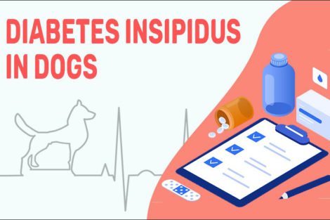 Diabetes Insipidus In Dogs