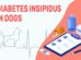 Diabetes Insipidus In Dogs