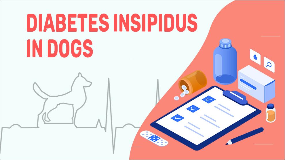 Diabetes Insipidus In Dogs