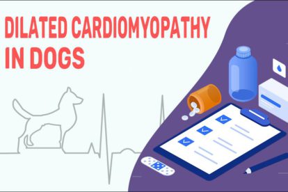 Dilated Cardiomyopathy In Dogs