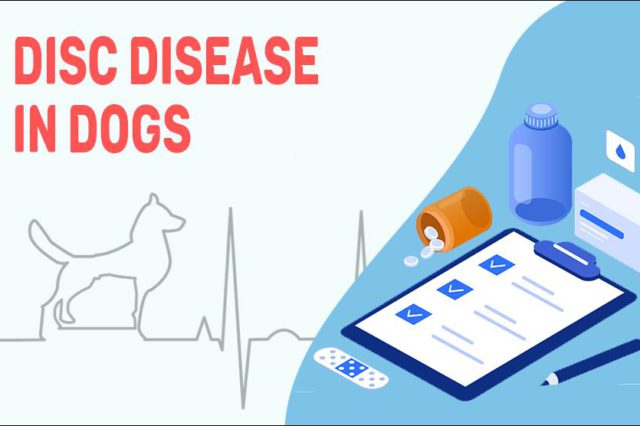 Disc Disease In Dogs