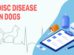 Disc Disease In Dogs