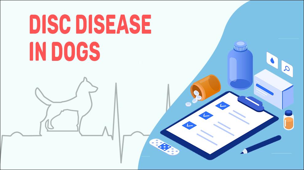 Disc Disease In Dogs