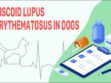 Discoid Lupus Erythematosus In Dogs