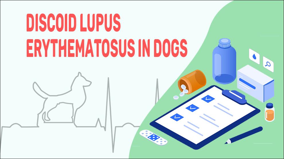 Discoid Lupus Erythematosus In Dogs