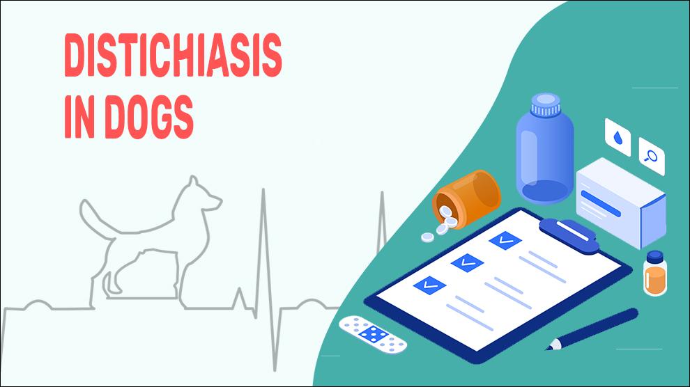 Distichiasis In Dogs