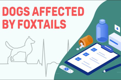 Dogs Affected By Foxtails