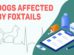 Dogs Affected By Foxtails