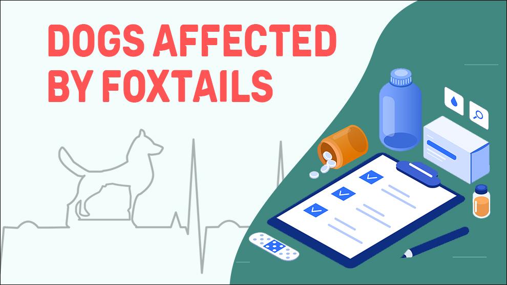Dogs Affected By Foxtails